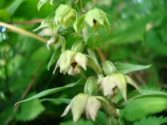 Epipactis papillosa