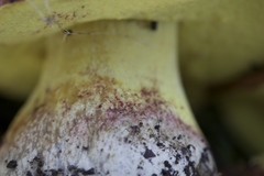 Butyriboletus persolidus