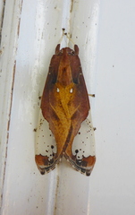 Bertholdia