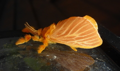 Dalceridae