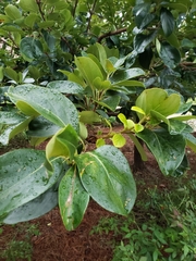 Griselinia
