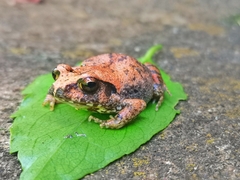 Arthroleptis stenodactylus