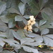 Oreopanax echinops - Photo (c) Carlos Galindo-Leal,  זכויות יוצרים חלקיות (CC BY-NC), הועלה על ידי Carlos Galindo-Leal