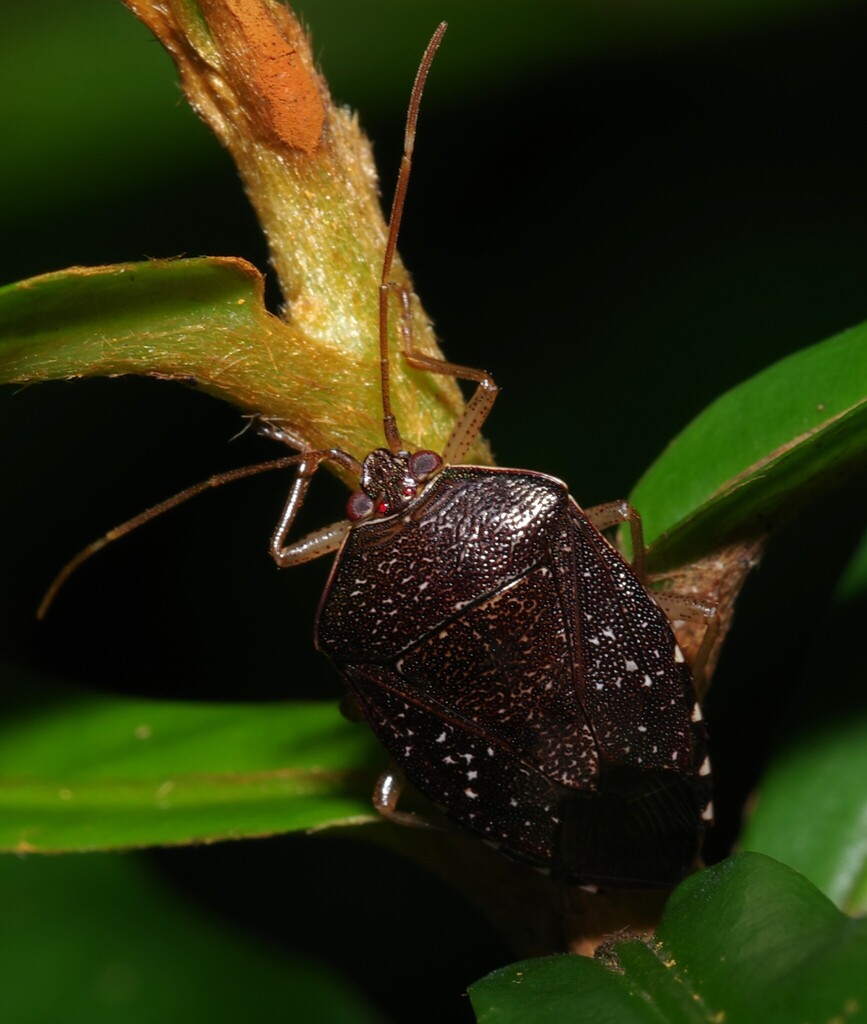 Neotibilis oculata