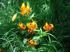 Lilium debile