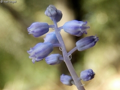 Muscari parviflorum