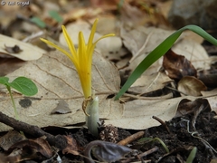 Sternbergia colchiciflora