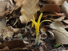 Sternbergia colchiciflora