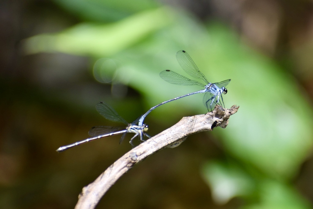 Cuban Flatwing