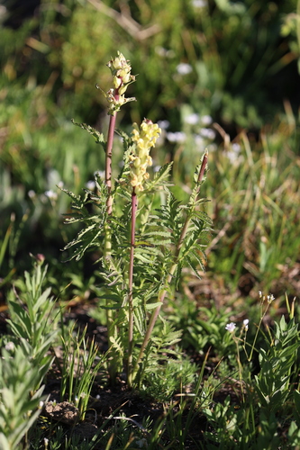 Mount Rainier lousewort (Pedicularis rainierensis)