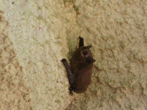 Pipistrelles