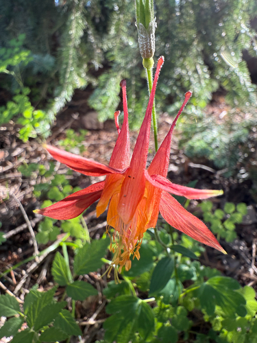 desert columbine (Aquilegia desertorum)