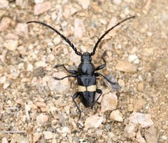 Lissonotus flavocinctus