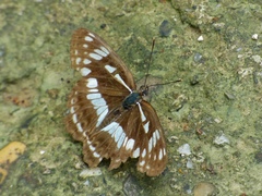 Limenitis helmanni