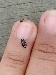 Eriopis magellanica