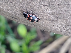 Eriopis magellanica