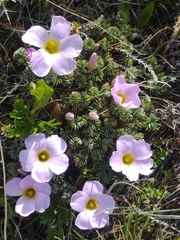 Oxalis enneaphylla