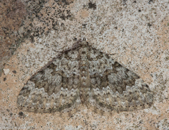 Coenotephria ablutaria