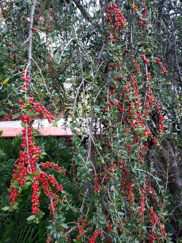 Ilex vomitoria image