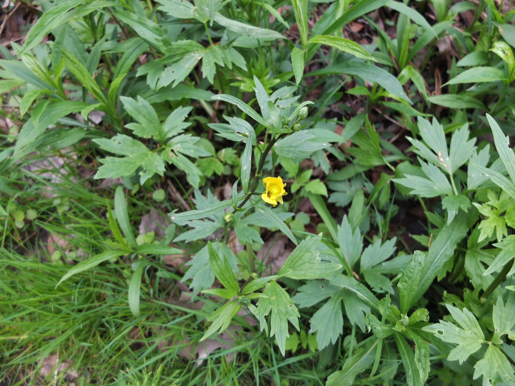 Ranunculus hispidus var. caricetorum