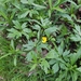 Ranunculus hispidus caricetorum - Photo (c) Will van Hemessen, μερικά δικαιώματα διατηρούνται (CC BY-NC), uploaded by Will van Hemessen