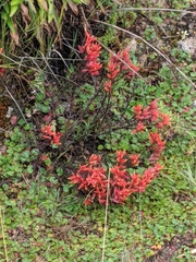 Castilleja talamancensis