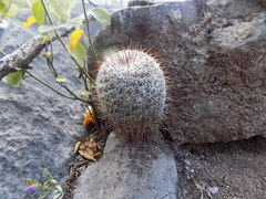 Mammillaria haageana conspicua