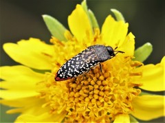 Acmaeodera haemorrhoa