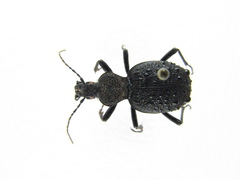 Cychrus tuberculatus