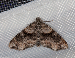 Oulobophora externaria