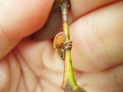 Gonipterus platensis