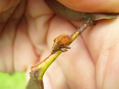 Gonipterus platensis