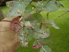 Gonipterus platensis