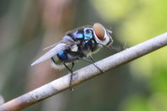 Chrysomya chloropyga