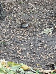 Zonotrichia albicollis