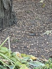 Zonotrichia albicollis