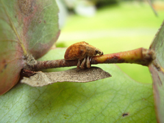 Gonipterus platensis