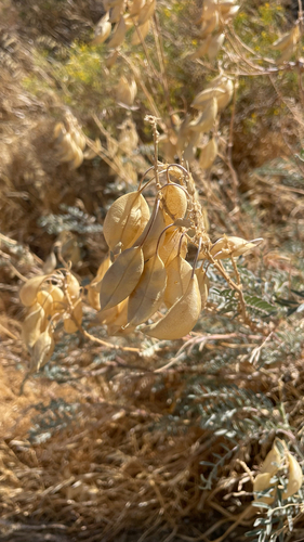 San Joaquin Milk Vetch fruiting