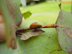 Gonipterus platensis