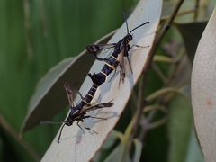 Synanthedon tipuliformis