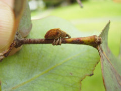 Gonipterus platensis