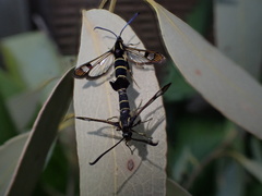 Synanthedon tipuliformis