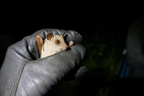 Veldkamp's dwarf epauletted bat