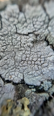 Pertusaria pertusa