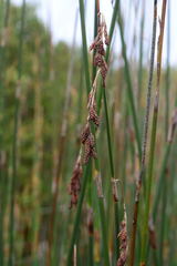 Thamnochortus spicigerus