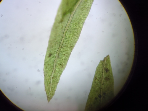 Fissidens pallidus, 2025-09-06
