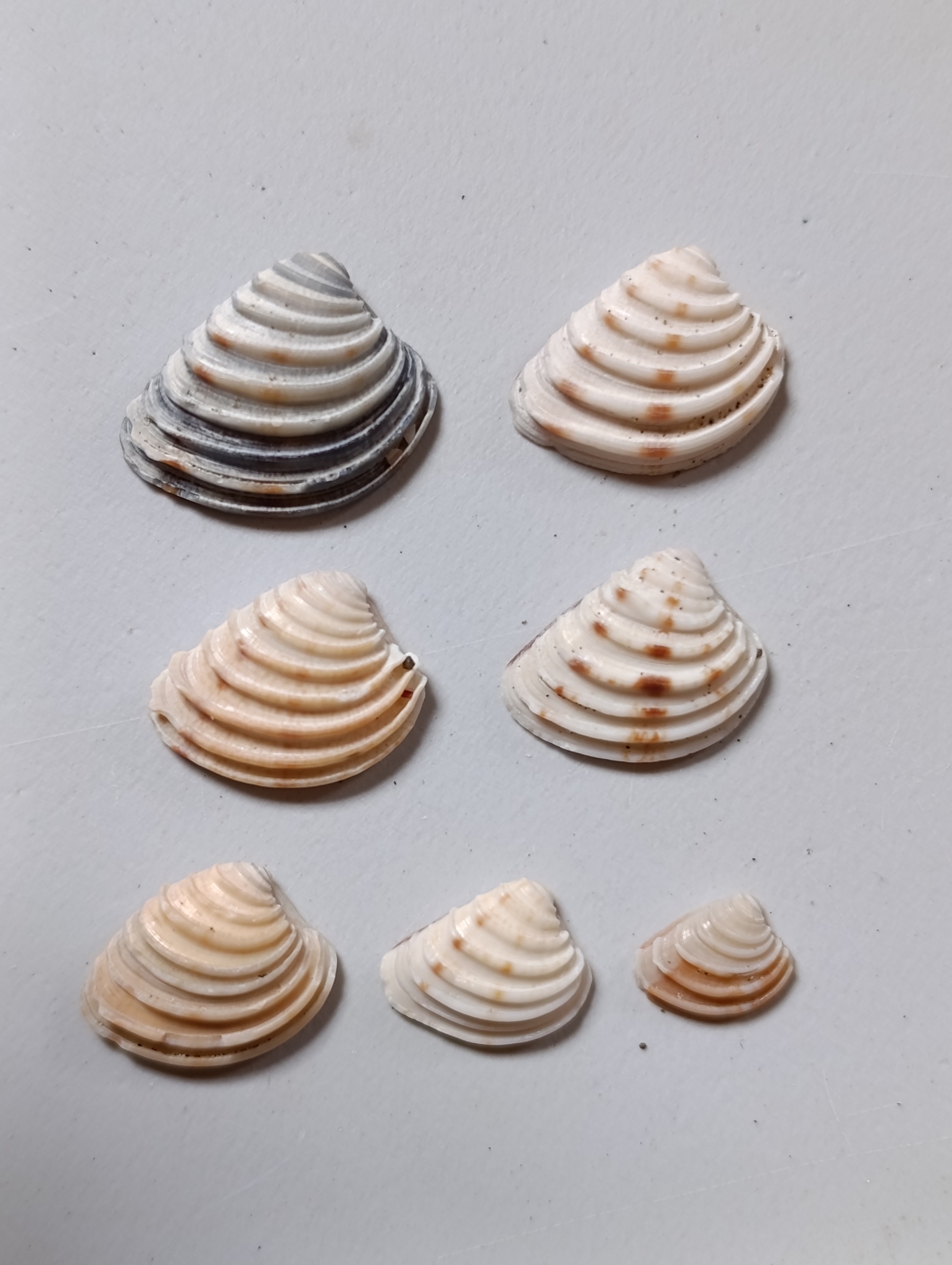 Lirophora mariae