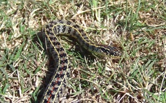 Lygophis anomalus