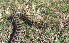 Lygophis anomalus
