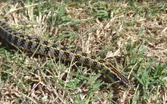 Lygophis anomalus